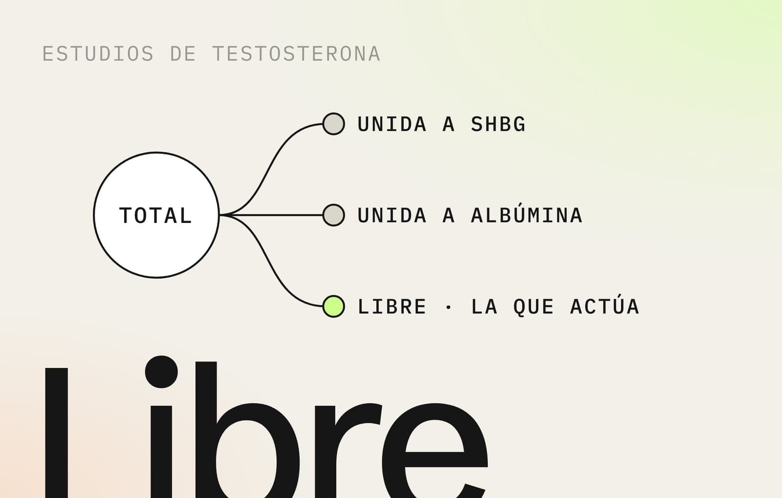 Estudios de testosterona: la testosterona total se divide en unida a SHBG, unida a albúmina y libre, la que actúa