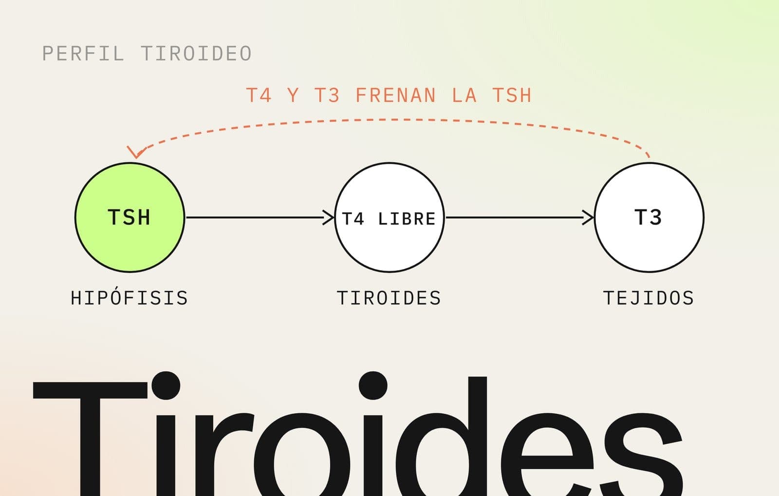 Perfil tiroideo: eje hipófisis, tiroides y tejidos con la TSH, la T4 libre y la T3, y cómo la T4 y la T3 frenan la TSH